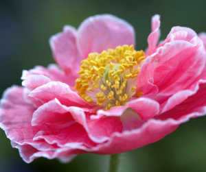 Pink flower of an oriental poppy