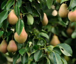 "Pear tree with dense green foliage and multiple ripe pears hanging from branches, featuring light green skins with reddish blushes nestled among broad leaves."