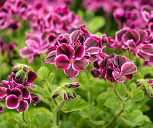 Pelargonium