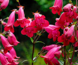 Penstemon