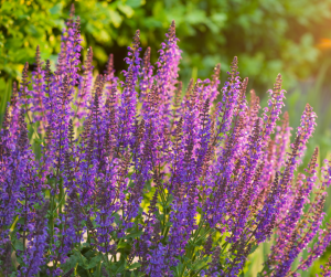 Salvia