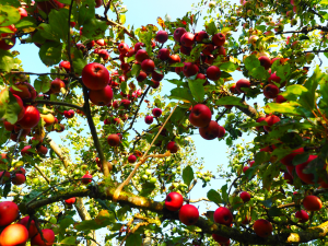 "Apple orchard with red apples hanging from leafy branches, bathed in warm sunlight, showcasing a lush and abundant harvest scene."