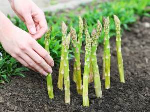 Asparagus