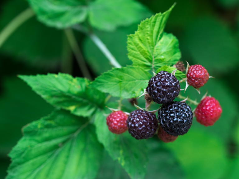 Blackberry