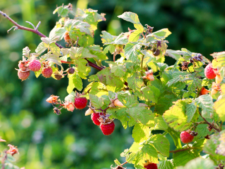 Raspberry