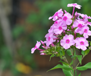 Phlox