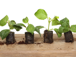Plug plants- buy small