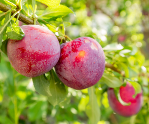 "Close-up of ripe red plums hanging from a tree branch, covered in light dew and surrounded by healthy green leaves, with sunlight filtering through the foliage to create a bright, vibrant scene."