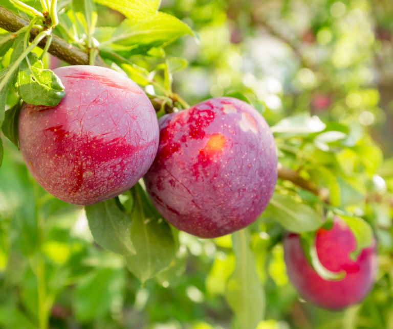 Plum Tree
