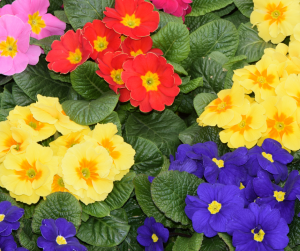 Primroses