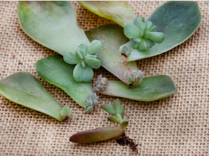 Propagating succulents