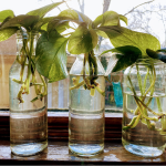 Cuttings