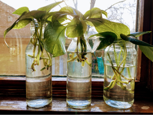 Cuttings