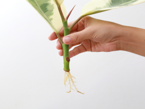 Propagating a stem cutting