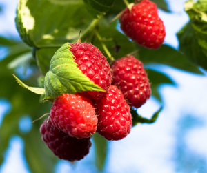 "Close-up of ripe red raspberries clustered together on a raspberry plant, surrounded by healthy green leaves and set against a bright blue sky in natural sunlight."