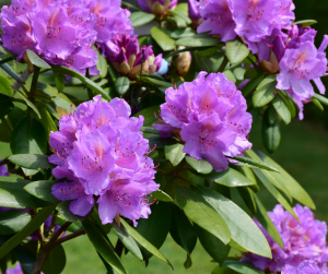 Rhododendron