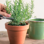 Taking cuttings