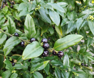 Sarcococca confusa