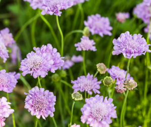 Scabiosa