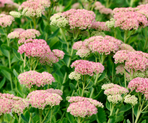 Pink floral sedum