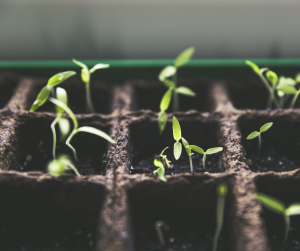 Seedlings