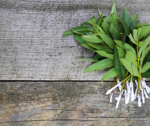 Softwood shrub cuttings