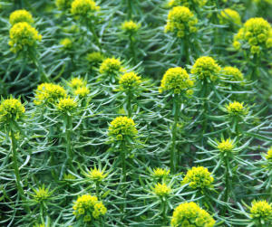 Spurge