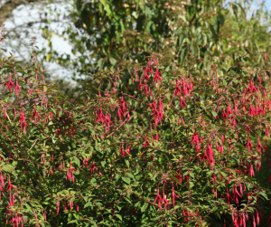 Fuchsia