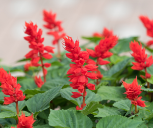 Salvia