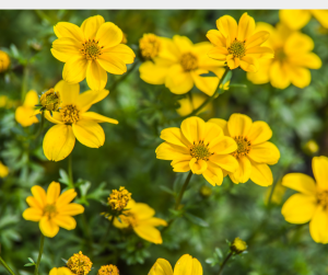 Bidens