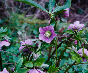 Hellebore