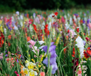 Gladioli