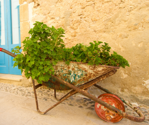 Plants grown in an old wheelbarrow