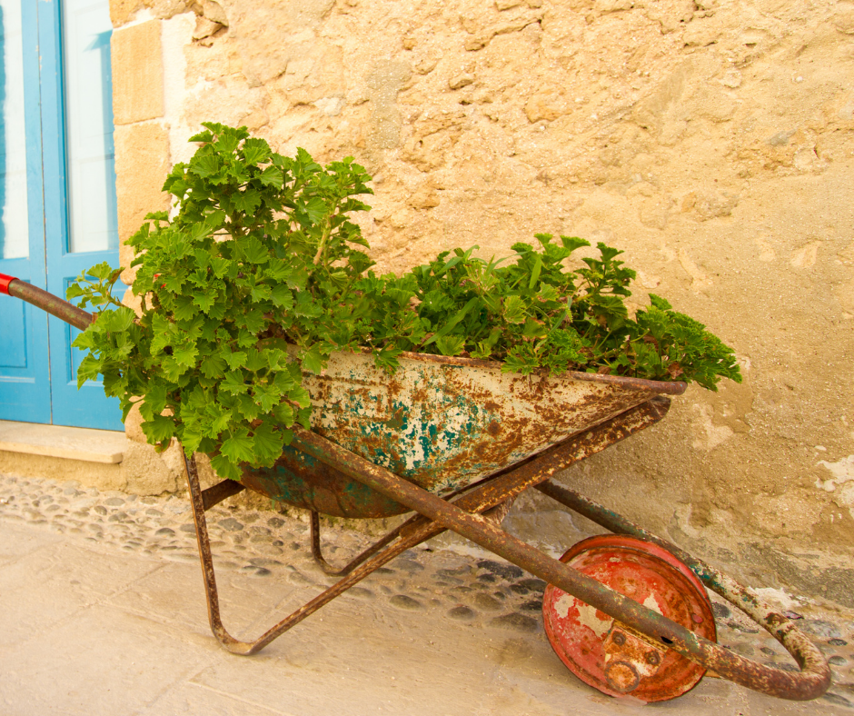 "Old rusted wheelbarrow repurposed as a planter, filled with green leafy plants and set against a textured stone wall, featuring a red wheel and weathered metal body with peeling paint, alongside a bright blue door or window frame and stone-paved ground."