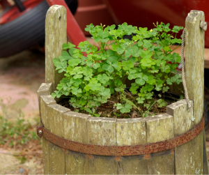 Plant growing in old wooden container