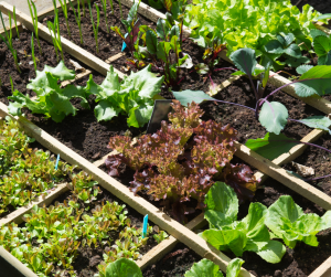 Raised veg bed