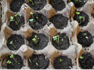 Egg box seed starter