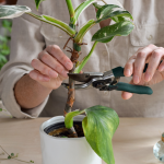 Taking stem cuttings