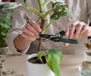 Taking stem cuttings