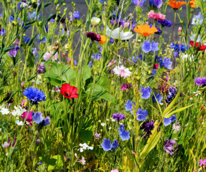 Wildflower seed