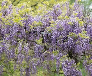Wisteria
