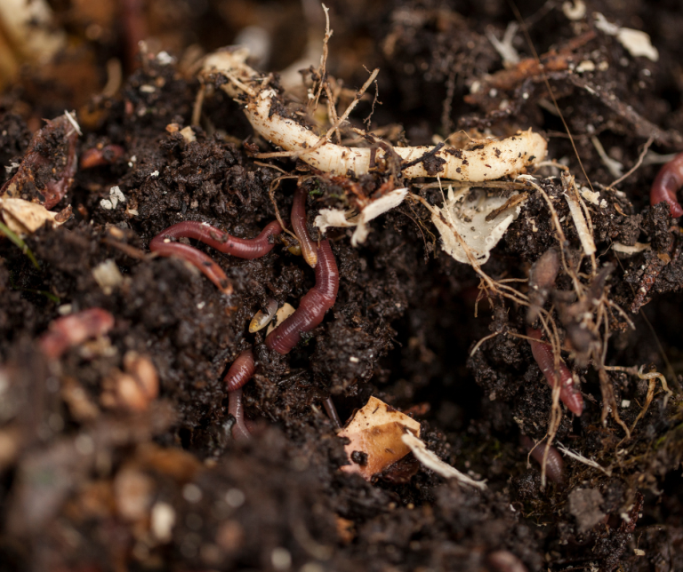Vermicomposting