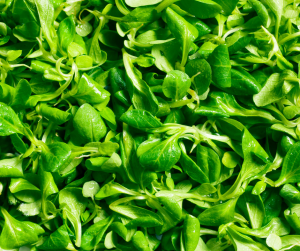 Lambs lettuce