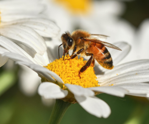 Honeybee collecting nectar from yellow-centered white daisy in pollinator-friendly garden