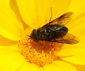 Black fly dusted with pollen on bright yellow daisy, contributing to plant pollination