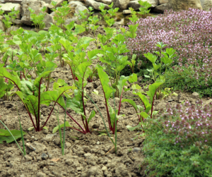 Companion planting