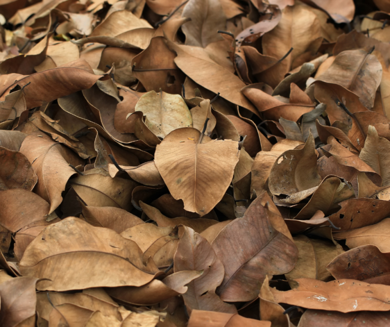 Dry leaves