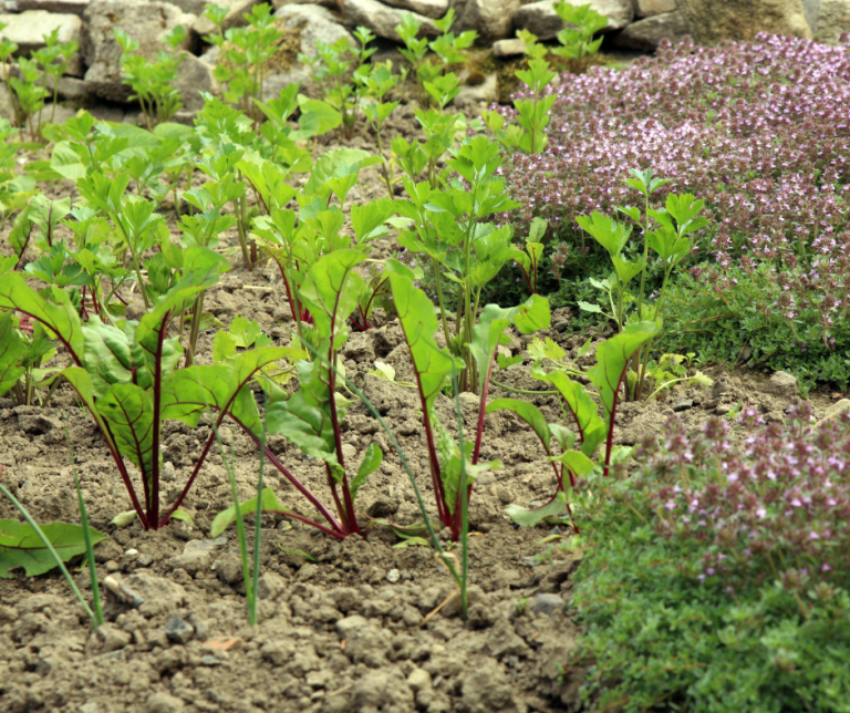 Companion planting