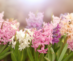 Hyacinth