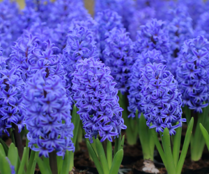 Hyacinth